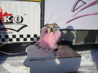 13th Annual - Feb 4, 2012 Hidden Valley Resort 13th annual breast cancer snow run 233